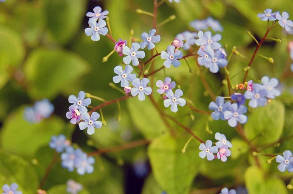 Achtergrond van vergeet me niet bloemen — Stockfoto