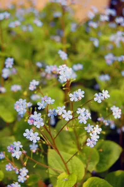 Background of forget me not flowers — Stock Photo, Image