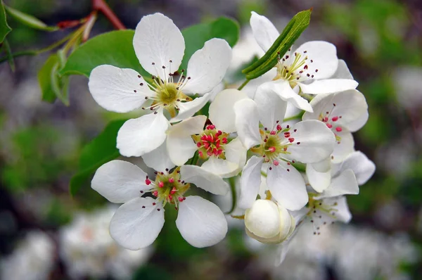 Krásné bílé jarní květ — Stock fotografie
