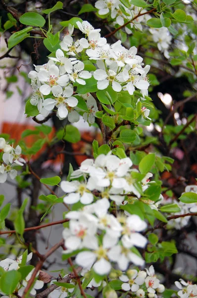 Прекрасный белый цветок — стоковое фото