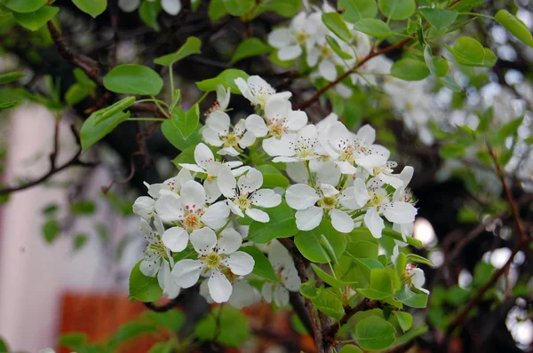 Beautiful white spring flower — Stock Photo, Image