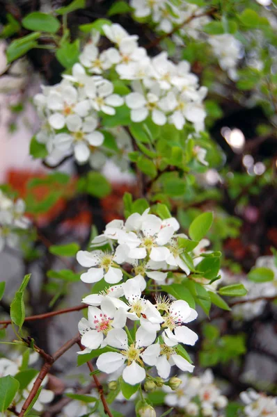 美しい白い春の花 — ストック写真