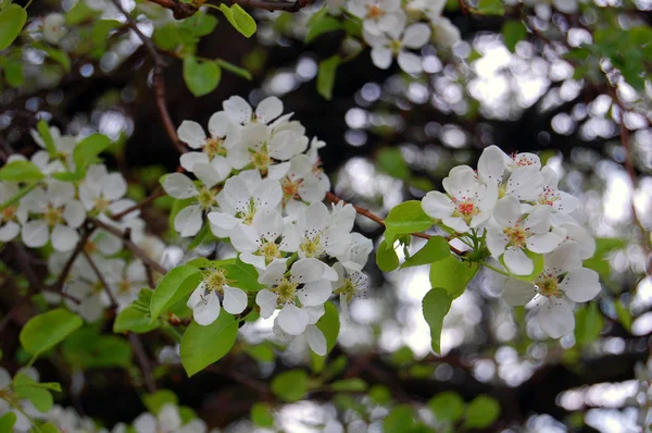 美丽的白色春天的花朵 — 图库照片