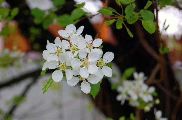 Прекрасный белый цветок — стоковое фото