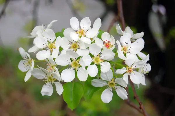 美しい白い春の花 — ストック写真