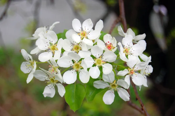 Vackra vita vårblomma — Stockfoto