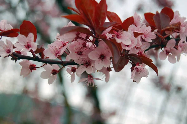 Lindas flores de primavera cereja florescendo — Fotografia de Stock
