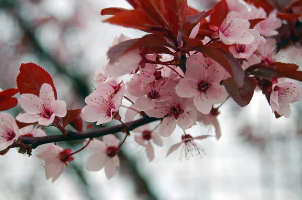 Mooie bloeiende kersen Lentebloemen — Stockfoto