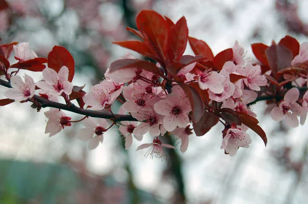 Vackra blommande körsbärsträd vårblommor — Stockfoto