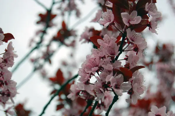 美しい桜咲く春の花 — ストック写真