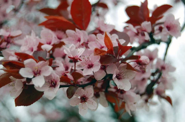 Прекрасные цветущие весенние цветы вишни — стоковое фото