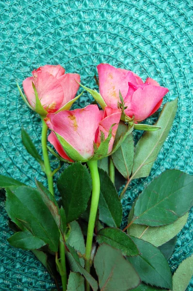 Prachtige roze rozen op groene achtergrond — Stockfoto