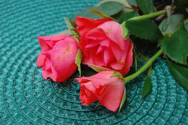 Hermosas rosas rosadas sobre fondo verde — Foto de Stock
