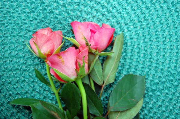 Prachtige roze rozen op groene achtergrond — Stockfoto