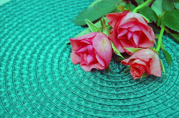 Belas rosas cor-de-rosa no fundo verde — Fotografia de Stock