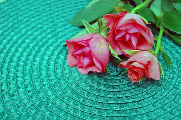 Yeşil arka plan üzerinde güzel pembe güller — Stok fotoğraf