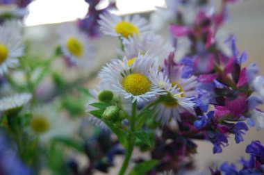 demet bahar çiçekleri