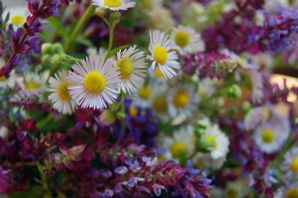 demet bahar çiçekleri