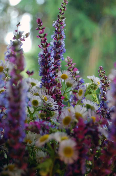 Massa vårblommor — Stockfoto