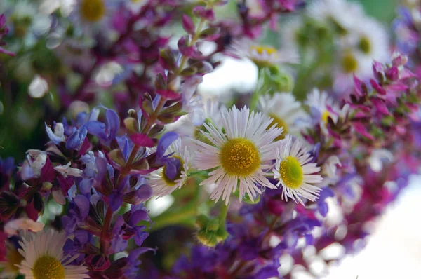 Um monte de flores de primavera — Fotografia de Stock