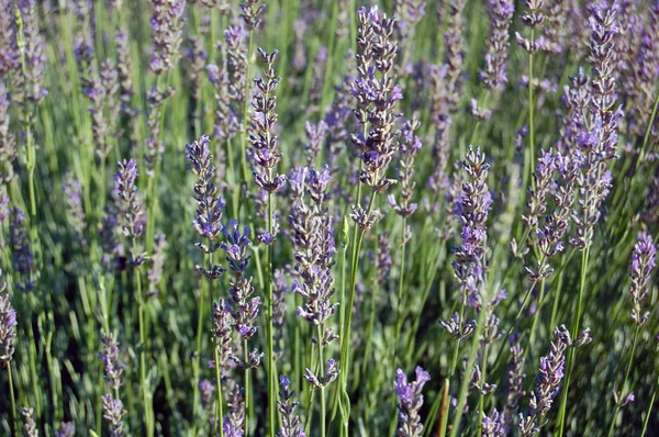 Vackra lavendel blommor — Stockfoto