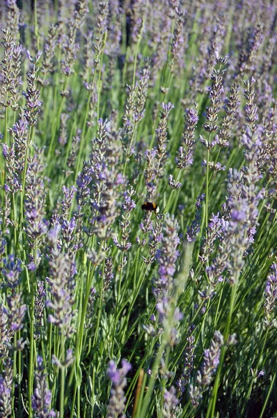 Hermosas flores de lavanda —  Fotos de Stock