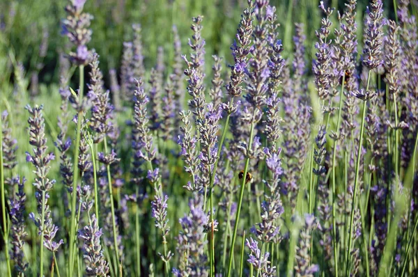 Vakre lavendelblomster – stockfoto