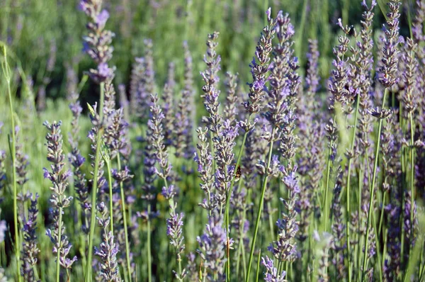 Vakre lavendelblomster – stockfoto