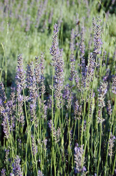 Vackra lavendel blommor — Stockfoto