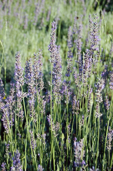 Vakre lavendelblomster – stockfoto