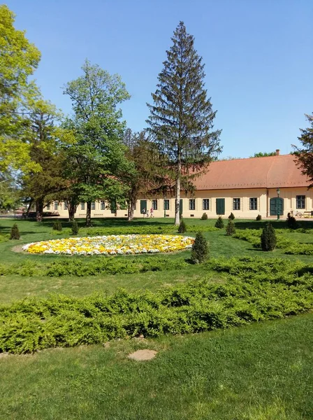 Красивий Сільський Пейзаж Деревами Блакитним Небом — стокове фото