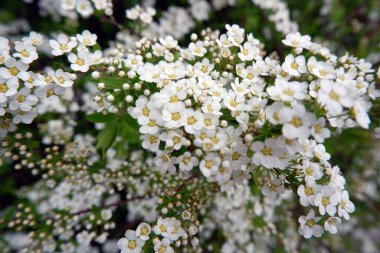 Baharda beyaz çiçekler