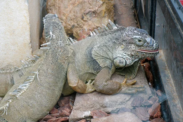 Iguana Género Iguanas Perteneciente Familia Las Iguanas — Foto de Stock