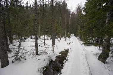 Yol karanlık kar ormanda, Jeseniky, Çek Cumhuriyeti