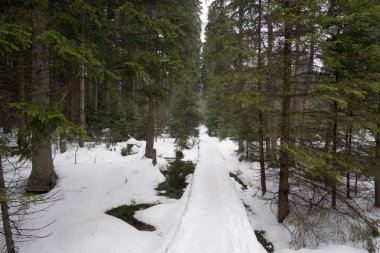 Yol karanlık kar ormanda, Jeseniky, Çek Cumhuriyeti