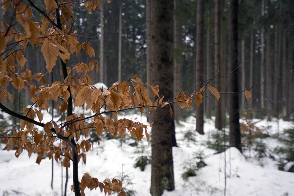 暗いスノー ・ フォレスト、Jeseniky, チェコ共和国 — ストック写真