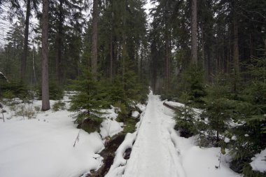 Yol karanlık kar ormanda, Jeseniky, Çek Cumhuriyeti