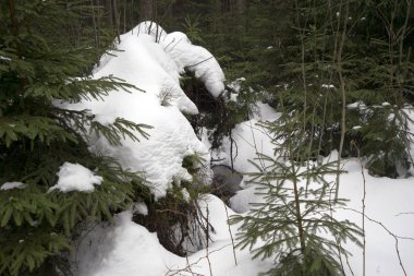 Karanlık kar orman, Jeseniky, Çek Cumhuriyeti