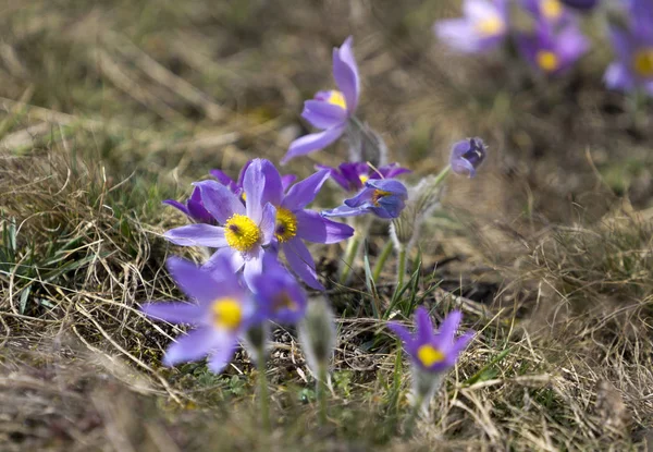 Pasque Flowers in the Springtime — Stock Photo, Image
