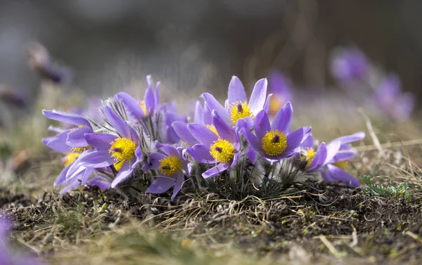 Pasque Flowers in the Springtime — Stock Photo, Image