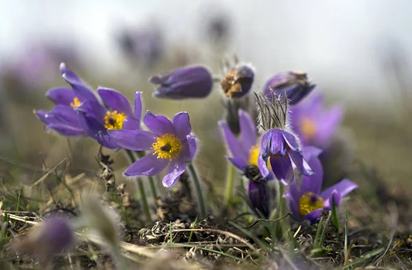 Pasque Flowers in the Springtime — Stock Photo, Image