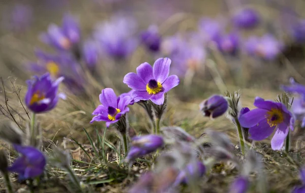 Pasque Flowers in the Springtime — Stock Photo, Image