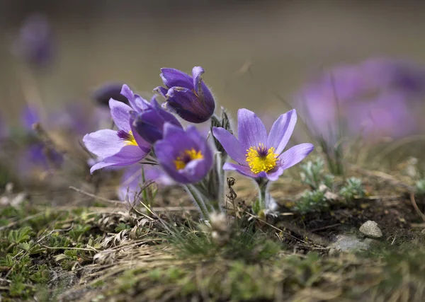 Pasque Flowers in the Springtime — Stock Photo, Image