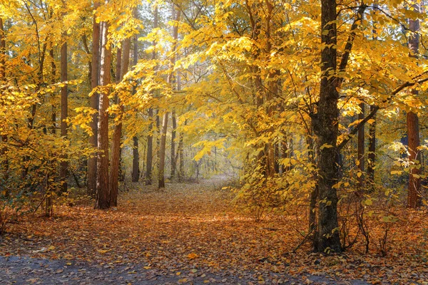秋の森のパス — ストック写真