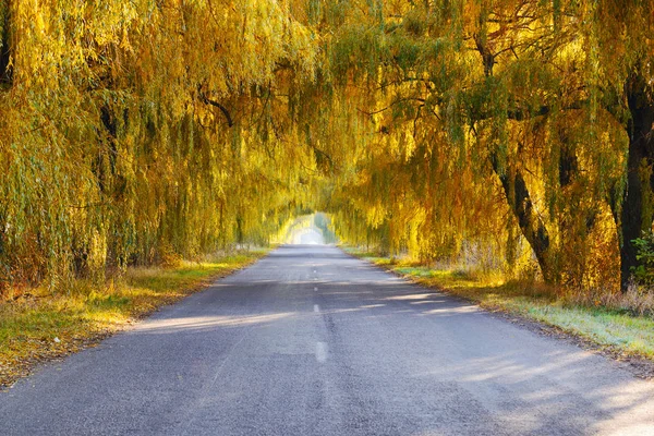 Queda árvores coloridas ao longo de uma estrada — Fotografia de Stock