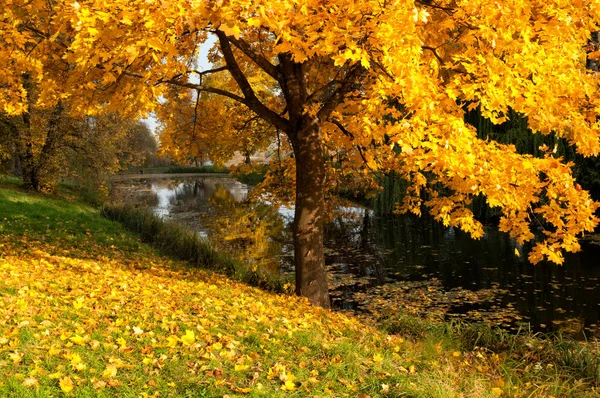 Hermoso árbol de arce en otoño — Foto de Stock