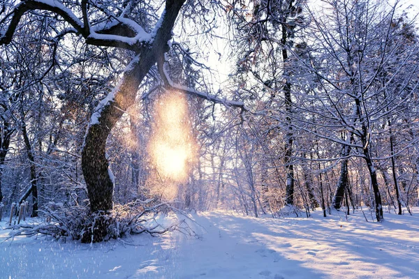 Wschód Słońca w winter park — Zdjęcie stockowe