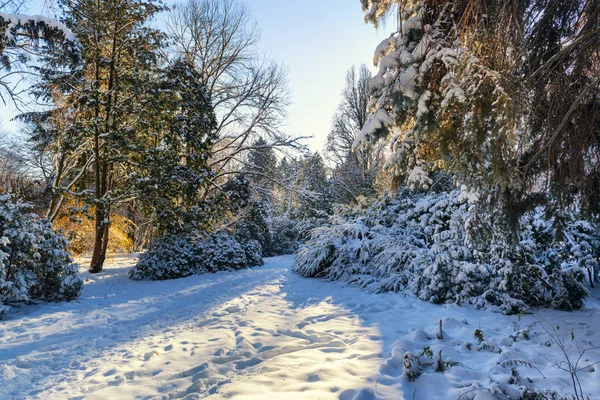 Zimowy krajobraz rano — Zdjęcie stockowe