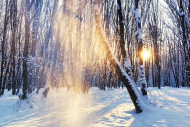 Karlı bir parkta gündoğumu