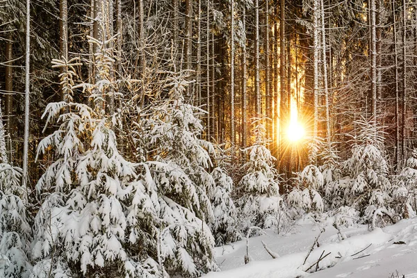 Lever de soleil dans une forêt de conifères — Photo